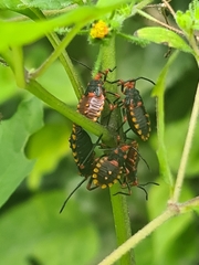 Spartocera