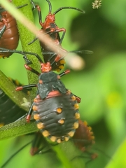 Spartocera