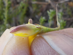 Aspalathus lebeckioides