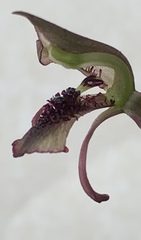 Chiloglottis curviclavia