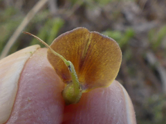 Aspalathus lebeckioides