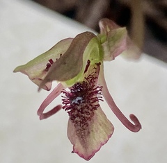 Chiloglottis curviclavia