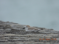 Charadrius dealbatus