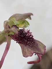 Chiloglottis curviclavia