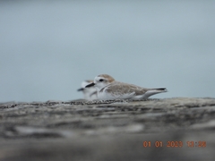 Charadrius dealbatus