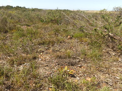 Aspalathus lebeckioides