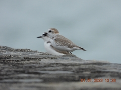 Charadrius dealbatus