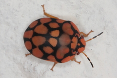 Steganocerus multipunctatus