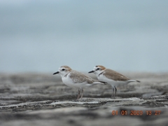 Charadrius dealbatus