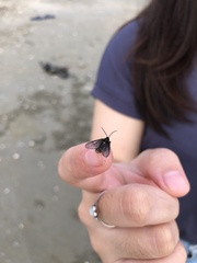 Psichotoe duvaucelii