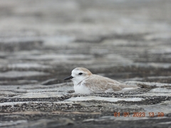 Charadrius dealbatus