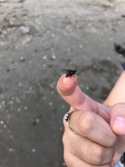 Psichotoe duvaucelii