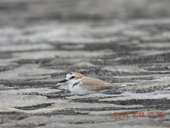 Charadrius dealbatus