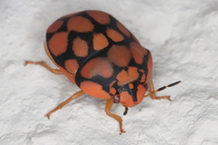 Steganocerus multipunctatus