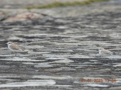 Charadrius dealbatus