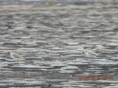 Charadrius dealbatus