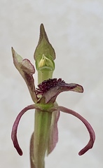 Chiloglottis curviclavia