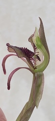 Chiloglottis curviclavia