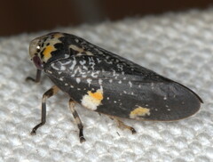 Ptyelus grossus