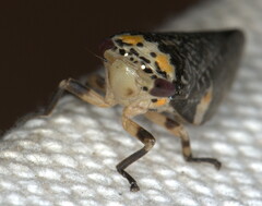 Ptyelus grossus