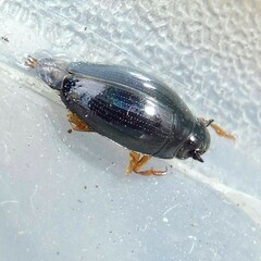Gyrinus