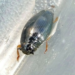 Gyrinus