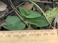 Chiloglottis curviclavia