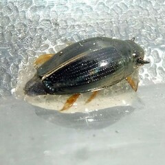 Gyrinus