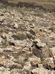 Atlantoxerus getulus