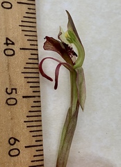Chiloglottis curviclavia