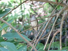 Rubigula erythropthalmos