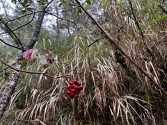 Photinia niitakayamensis