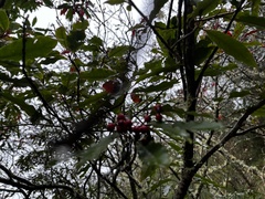 Photinia niitakayamensis