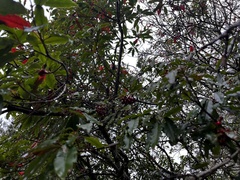 Photinia niitakayamensis