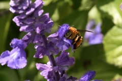 Amegilla cingulata