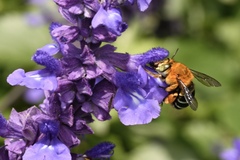 Amegilla cingulata