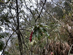 Photinia niitakayamensis