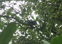 Phaenicophaeus tristis