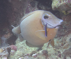 Acanthurus tristis