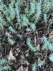 Petrosedum rupestre