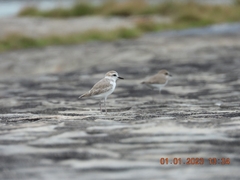 Charadrius dealbatus