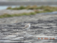 Charadrius dealbatus