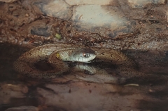 Natrix astreptophora