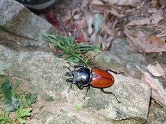 Neolucanus swinhoei