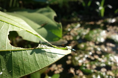 Ischnura senegalensis