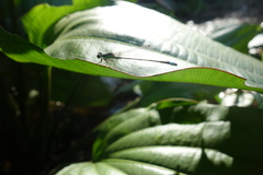 Ischnura senegalensis