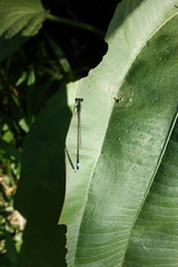 Ischnura senegalensis
