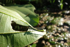Ischnura senegalensis
