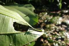 Ischnura senegalensis