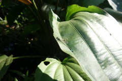 Ischnura senegalensis